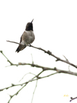 Black-chinned Hummingbird 7168